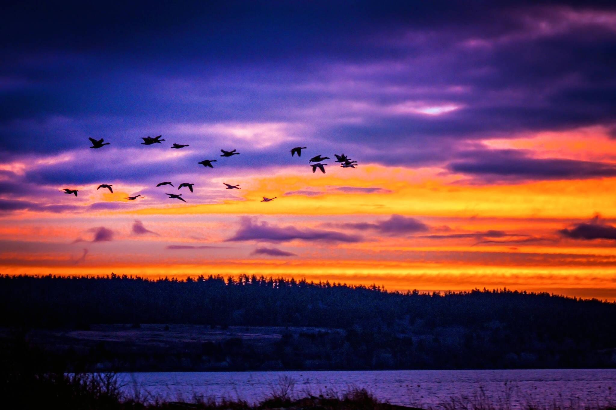 Geese fly at sunrise on Crescent Harbor. (Pamela Headridge photo)