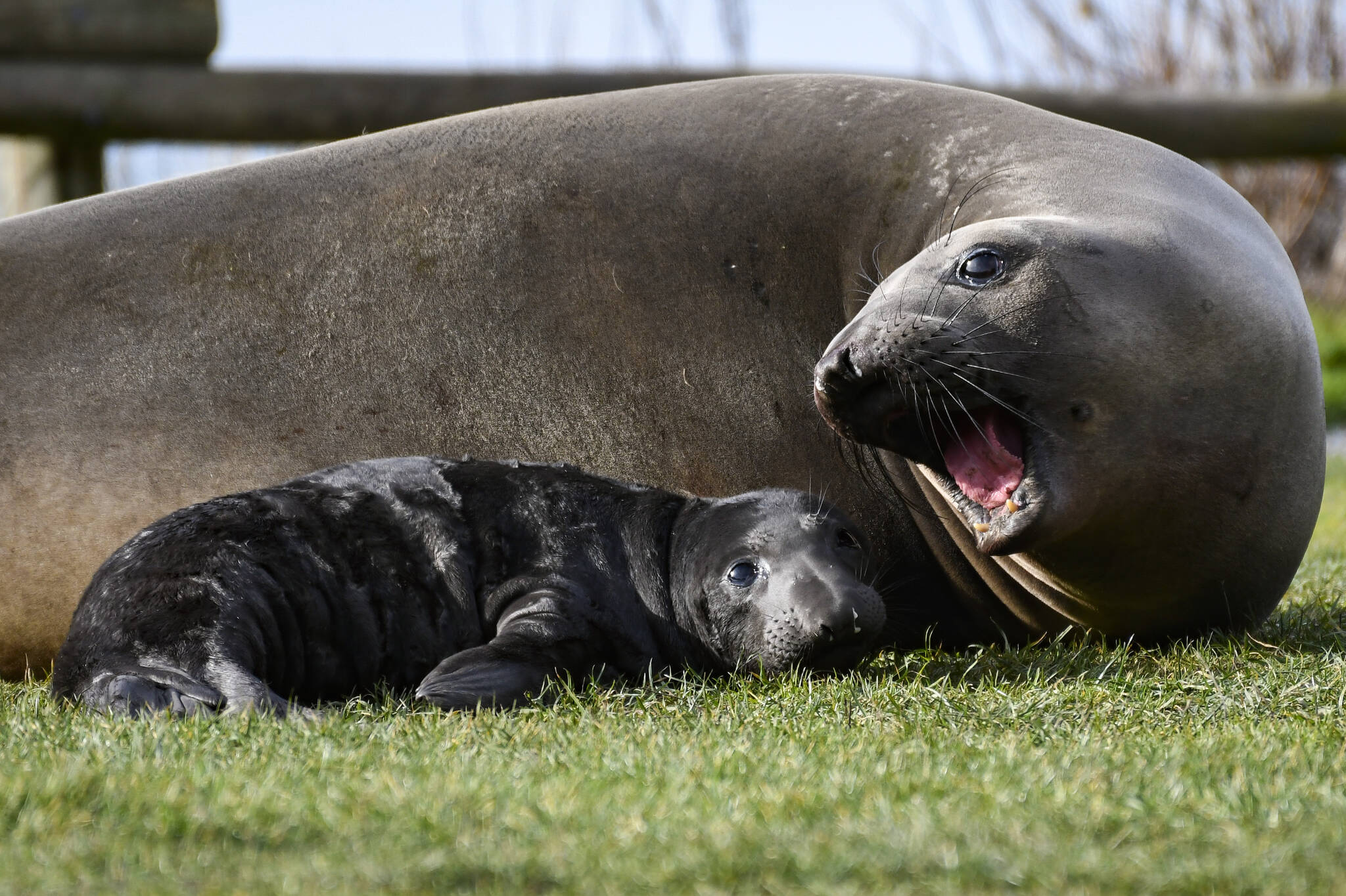 Photo provided
A baby elephant seal was born Jan. 31 in Deception Pass State Park.