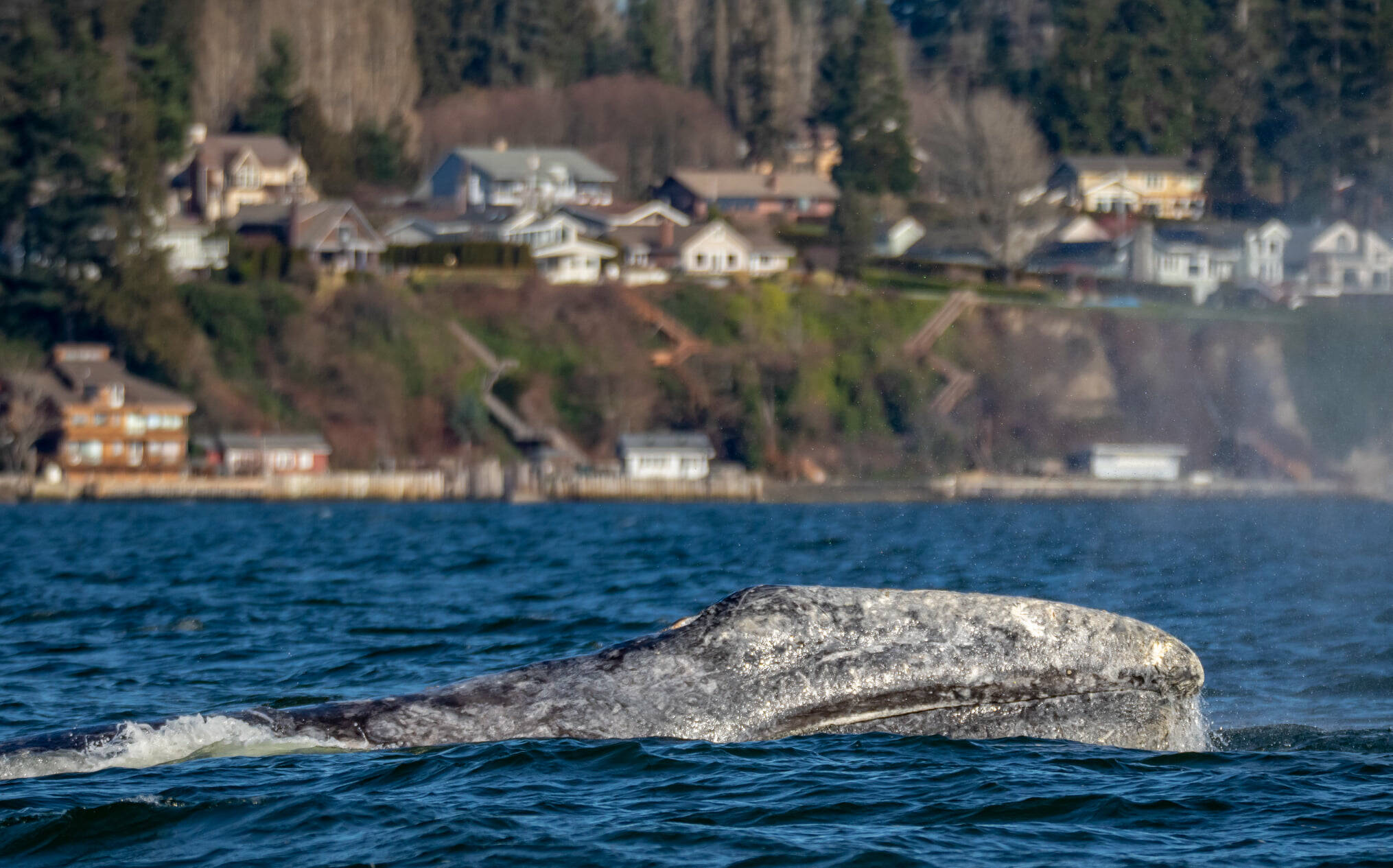 Photographer Janine Harles, a whale sighting network volunteer, spotted CRC-22, also known as Earhart, in Possession Sound in early and mid-February. Whale experts can identify individual grays by their underside flukes and dorsal ridge areas. The whales have unique markings from barnacles, sea lice and predator attacks.
