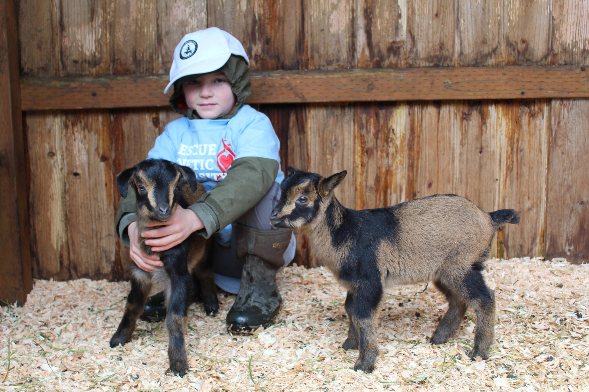 Viggo Cerrato, son of farm owners George and Shuna, plays with two San Clemente Island goat kids that were born last month at Cascadia Heritage Farm. (Photo by Karina Andrew/Whidbey News-Times)