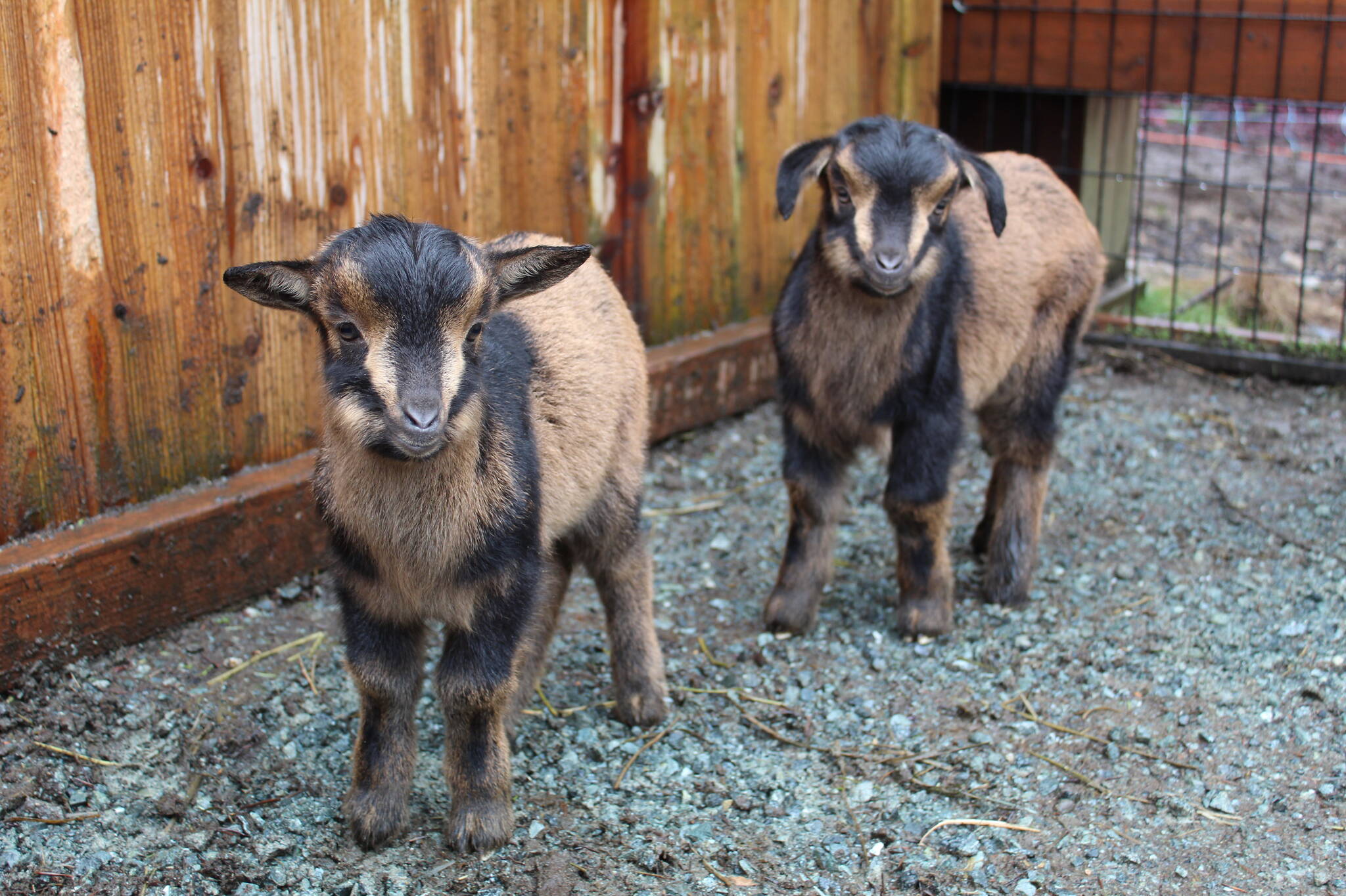 San Clemente Island goats are distinct from other breeds in their size, coloring and deer-like movements. (Photo by Karina Andrew/Whidbey News-Times)