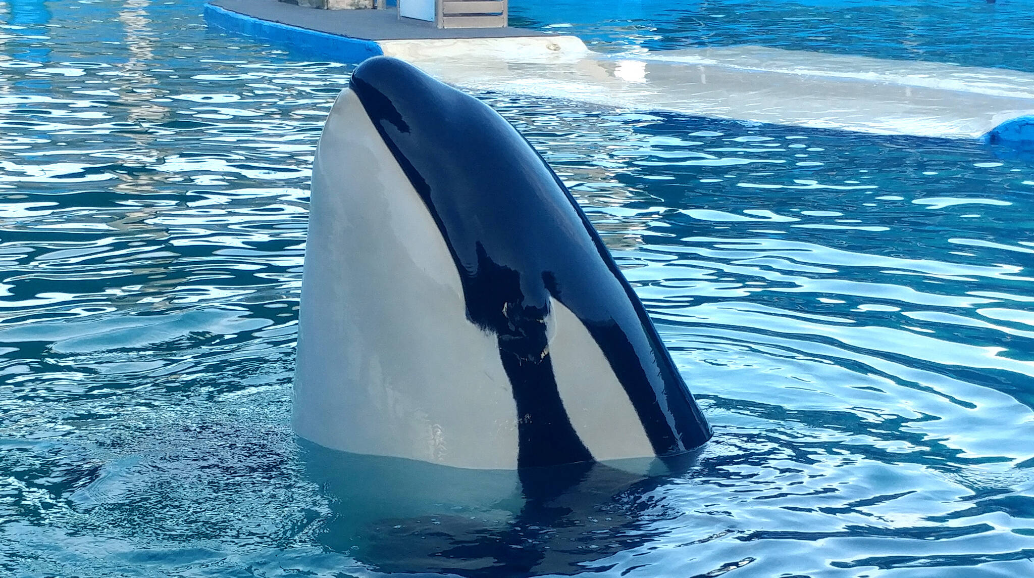 Photo by Rachael Andersen 
Lolita, pictured here in 2020, has been performing at the Miami Seaquarium for decades.