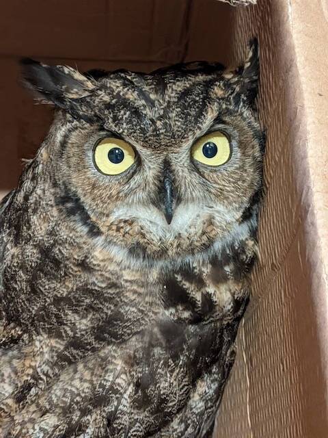 Photo provided
Scooter the great horned owl warms up after Linda and Jim Latham rescued it from the Christmas snow.