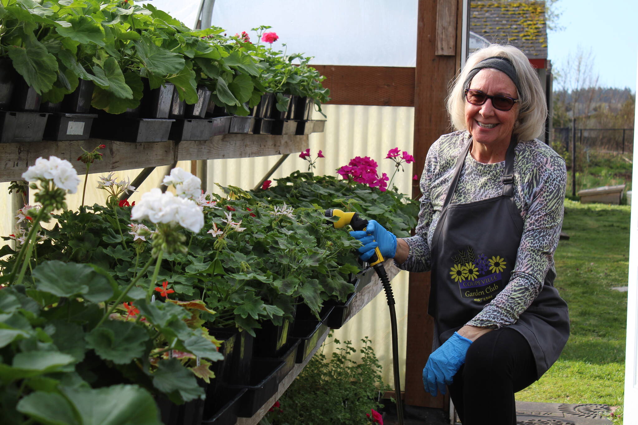 Brenda Faris waters plants in the Coupeville Garden Club greenhouse in advance of the annual plant sale. Around 3,500 plants will be available for purchase at this years event. (Photo by Karina Andrew/Whidbey News-Times)