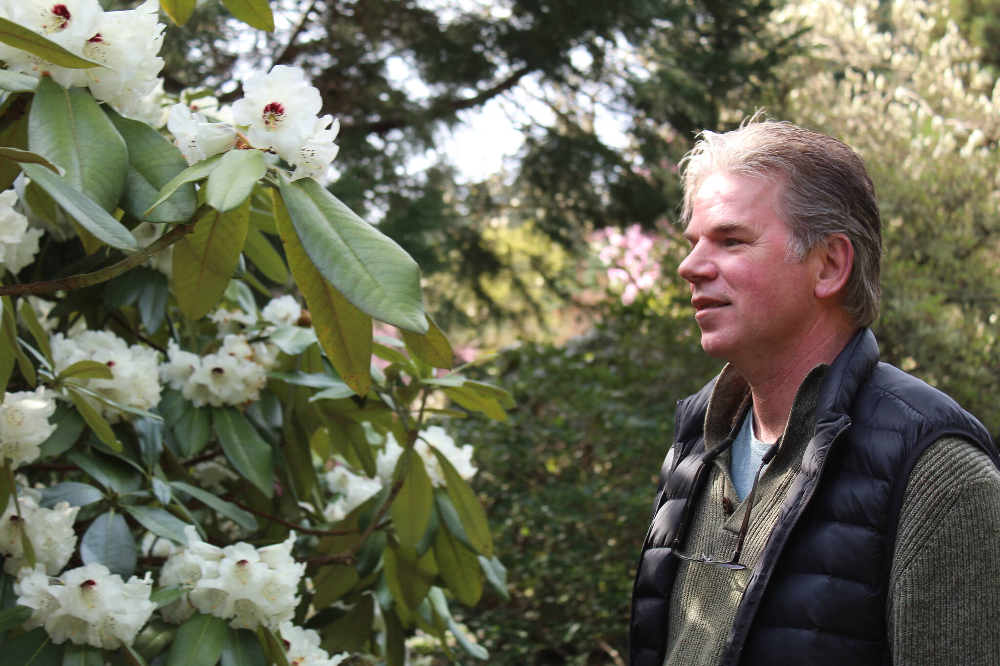 Ron Newberry enjoys Meerkerk Gardens’ world-renowned rhododendrons. The gardens have just entered peak blooming season. (Photo by Karina Andrew/Whidbey News-Times)