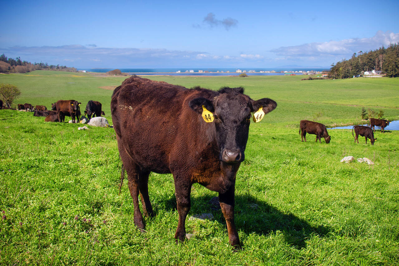 Photo by David Welton
Beach View Farm raises Wagyu cattle that feast on different areas of the pasture every day.
