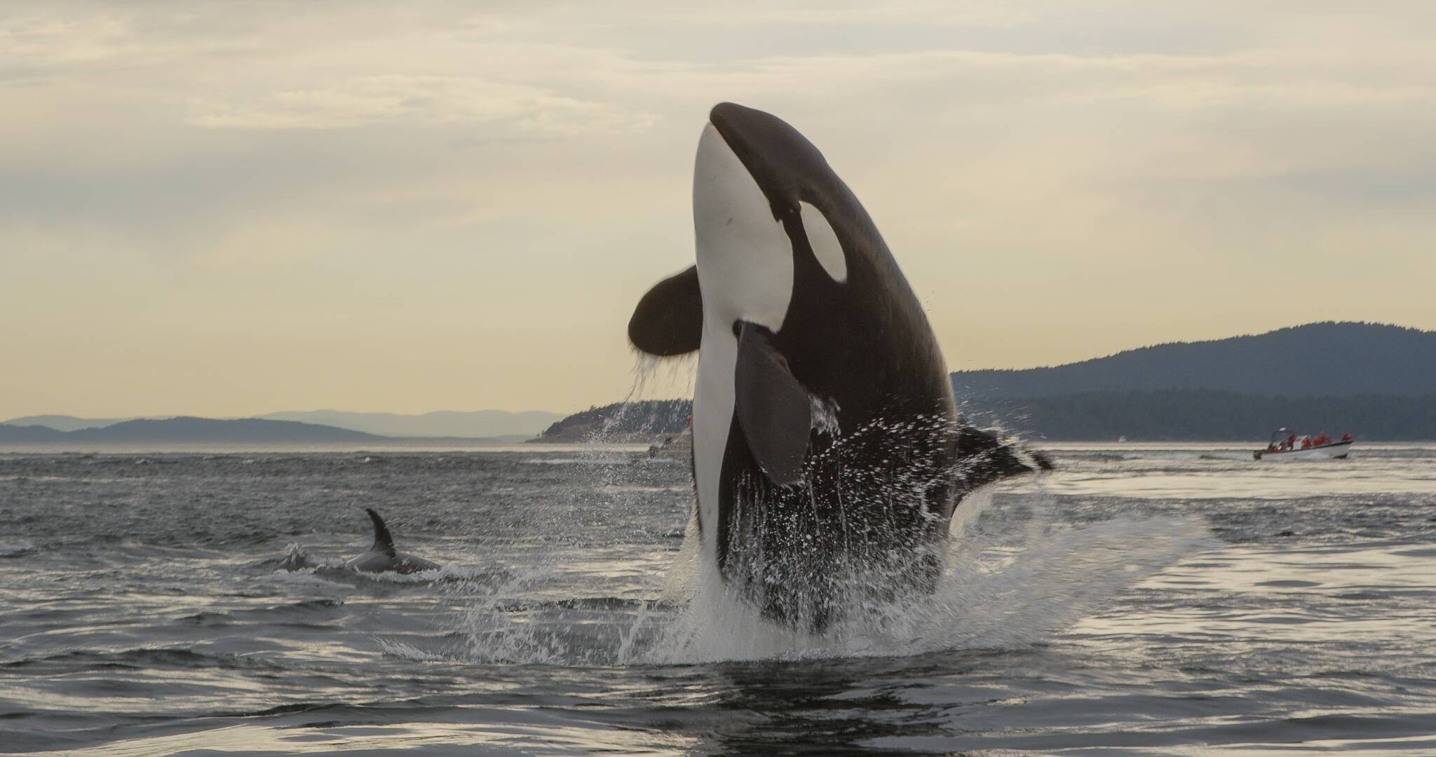 An orca surfaces in the Salish Sea. (Photo by Florian Graner)