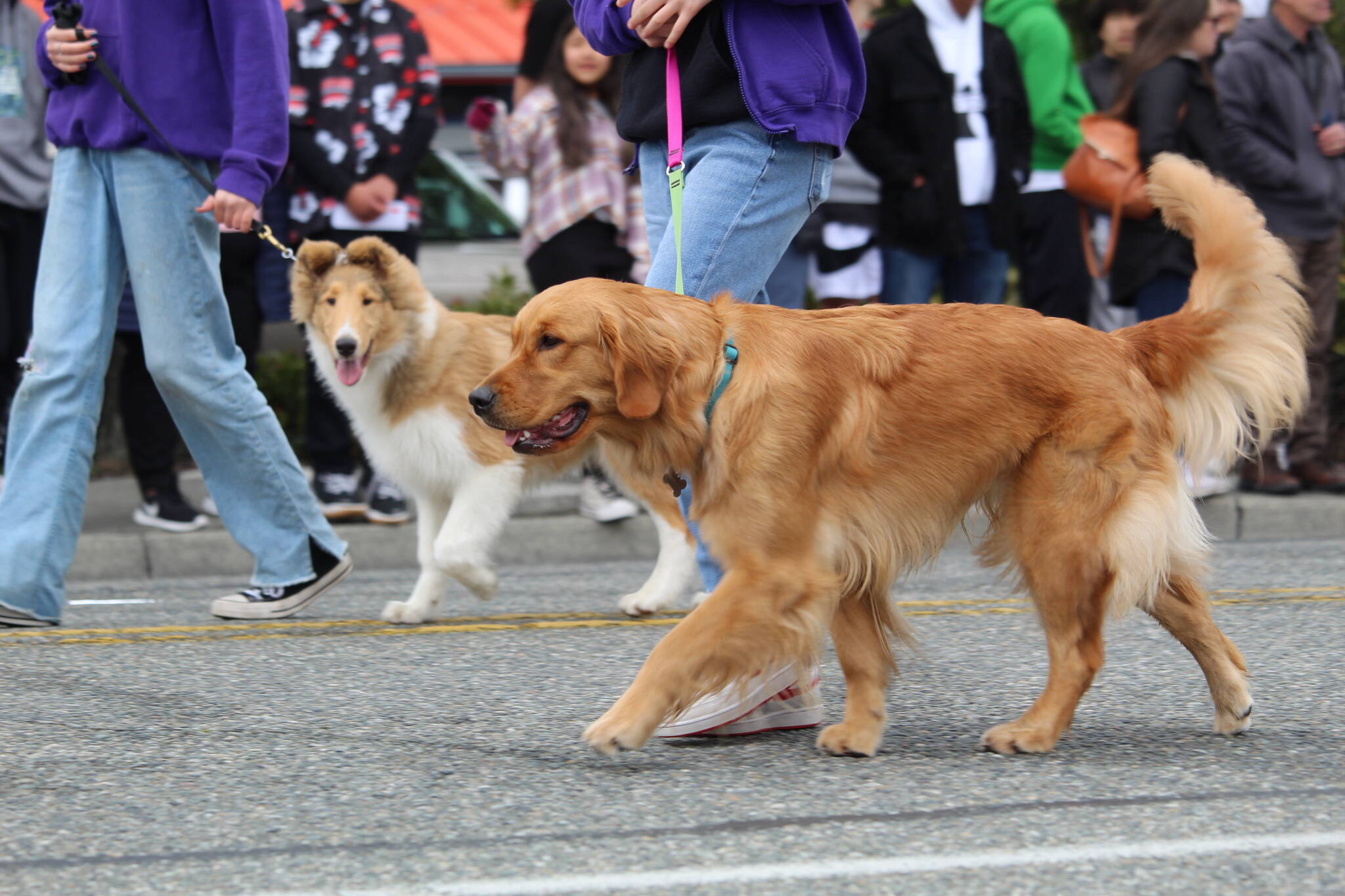 Several dogs walk in the parade. (Photo by Karina Andrew/Whidbey News-Times)