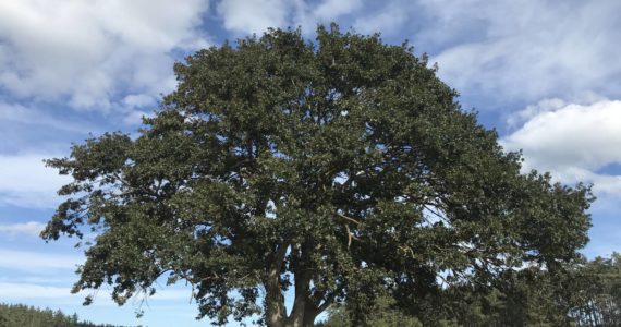 A Garry oak tree stands tall. (Photo by Laura Renninger)