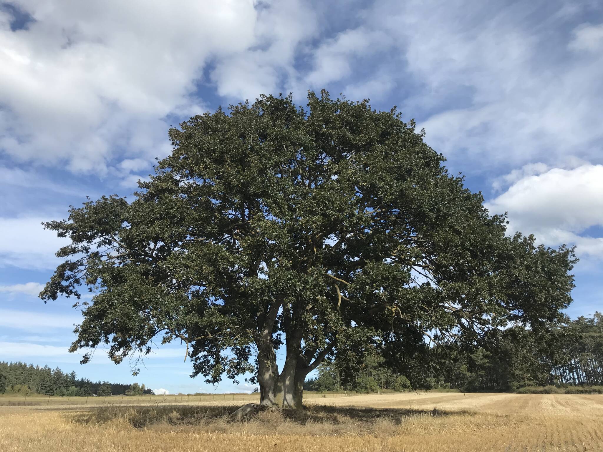 A Garry oak tree. (Photo by Laura Renninger.)
