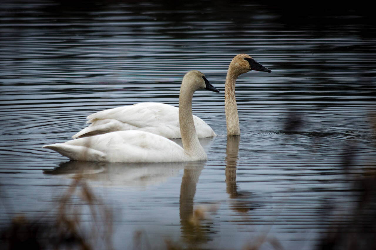 The solitary swan in the wetlands near Cultus Bay Road, left, enjoyed some company briefly when he was visited by another swan six months ago. The bird was found dead Wednesday, with cause of death unknown. (Photo by David Welton)