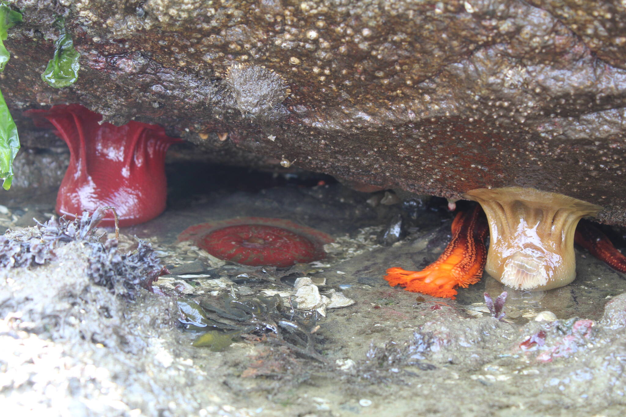 Ultra low tides Thursday exposed a fascinating array of critters in tidal pools on Rosario beach, including these sea cucumbers and anenome. (Photo by Karina Andrew/Whidbey News-Times)