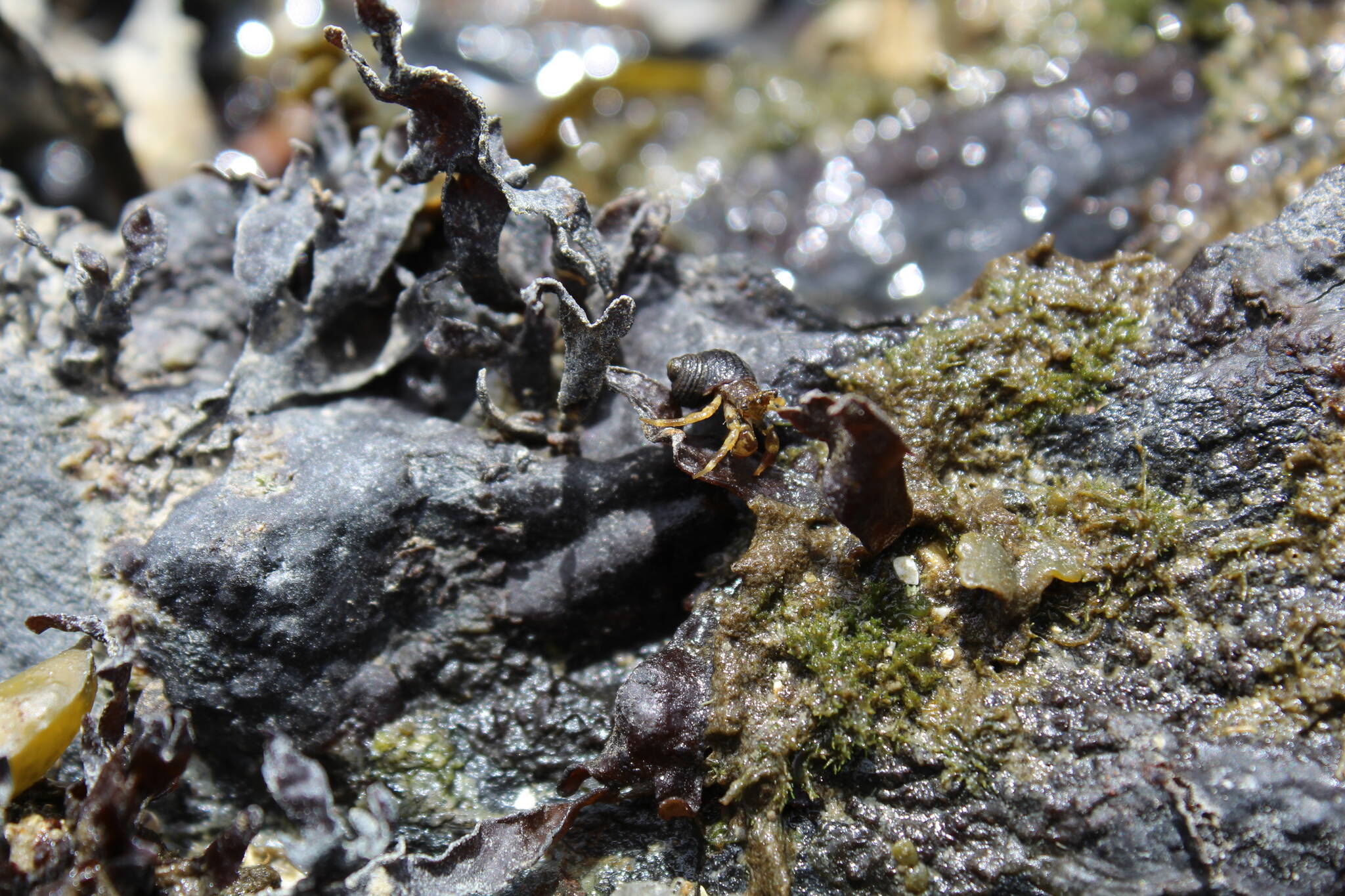 A hermit crab climbs over tidal pools exposed by low tides at Rosario Beach. (Photo by Karina Andrew/Whidbey News-Times)