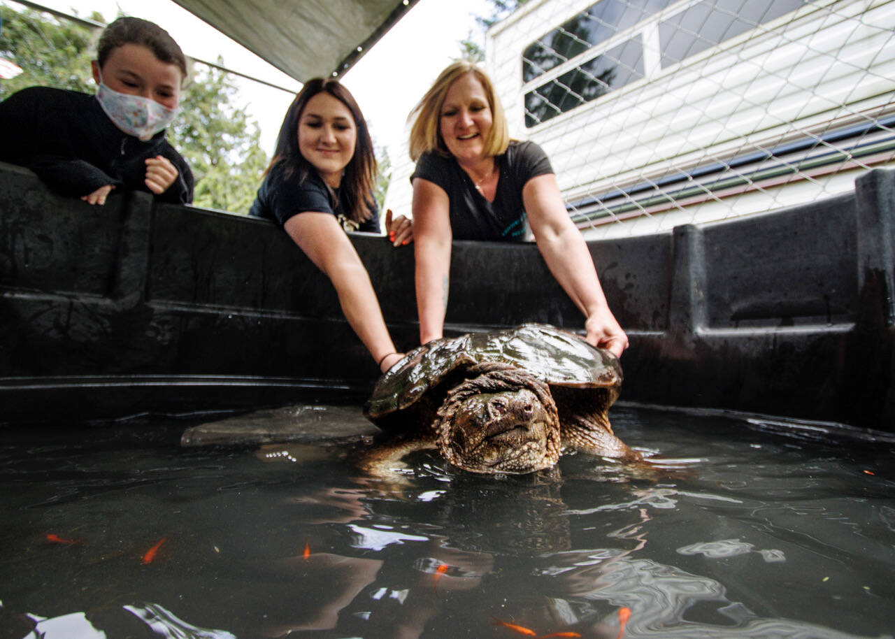 Melody Wrightson, center, and her mother, Debbie Wilkie, turn Gary the snapping turtle around to face the camera. Arya Bochantin, 10, looks on. Bochantin’s mother, Denice (not pictured), donated the pool where Gary currently resides. (Photo by David Welton)