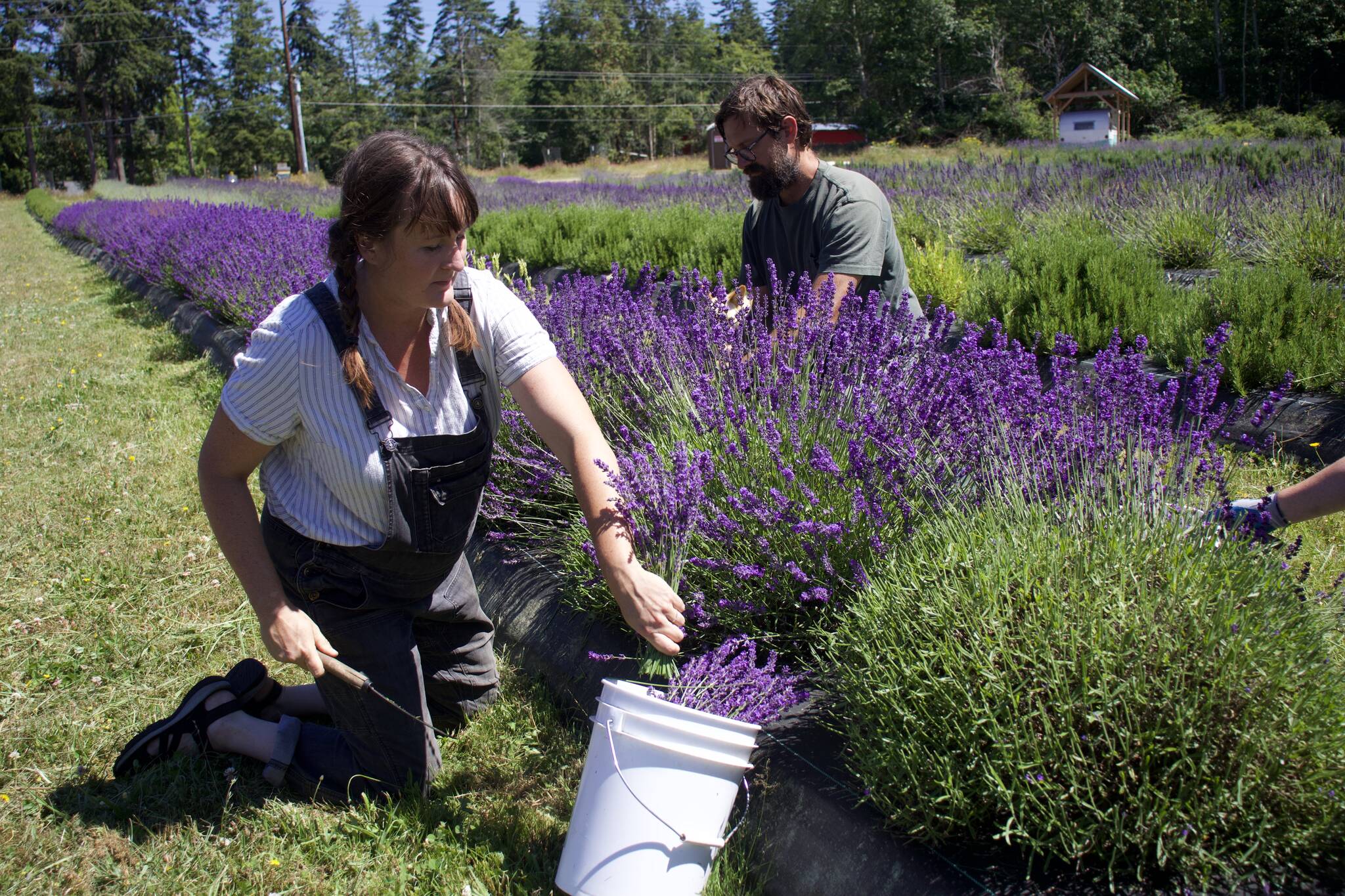 Photo by Rachel Rosen/Whidbey News-Times 
Caitlin and Sam Stanton harvest lavender on their organic farm.