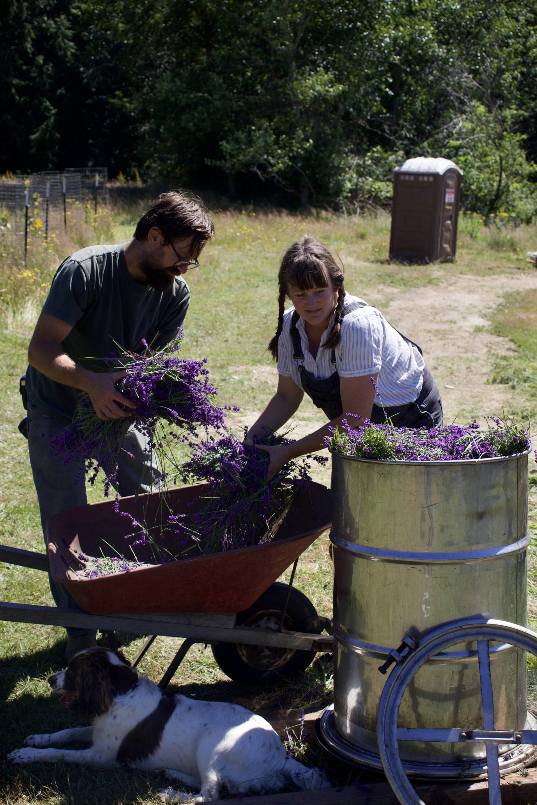 Photo by Rachel Rosen/Whidbey News-Times 
The Stantons fill a still with lavender to be distilled into oil.