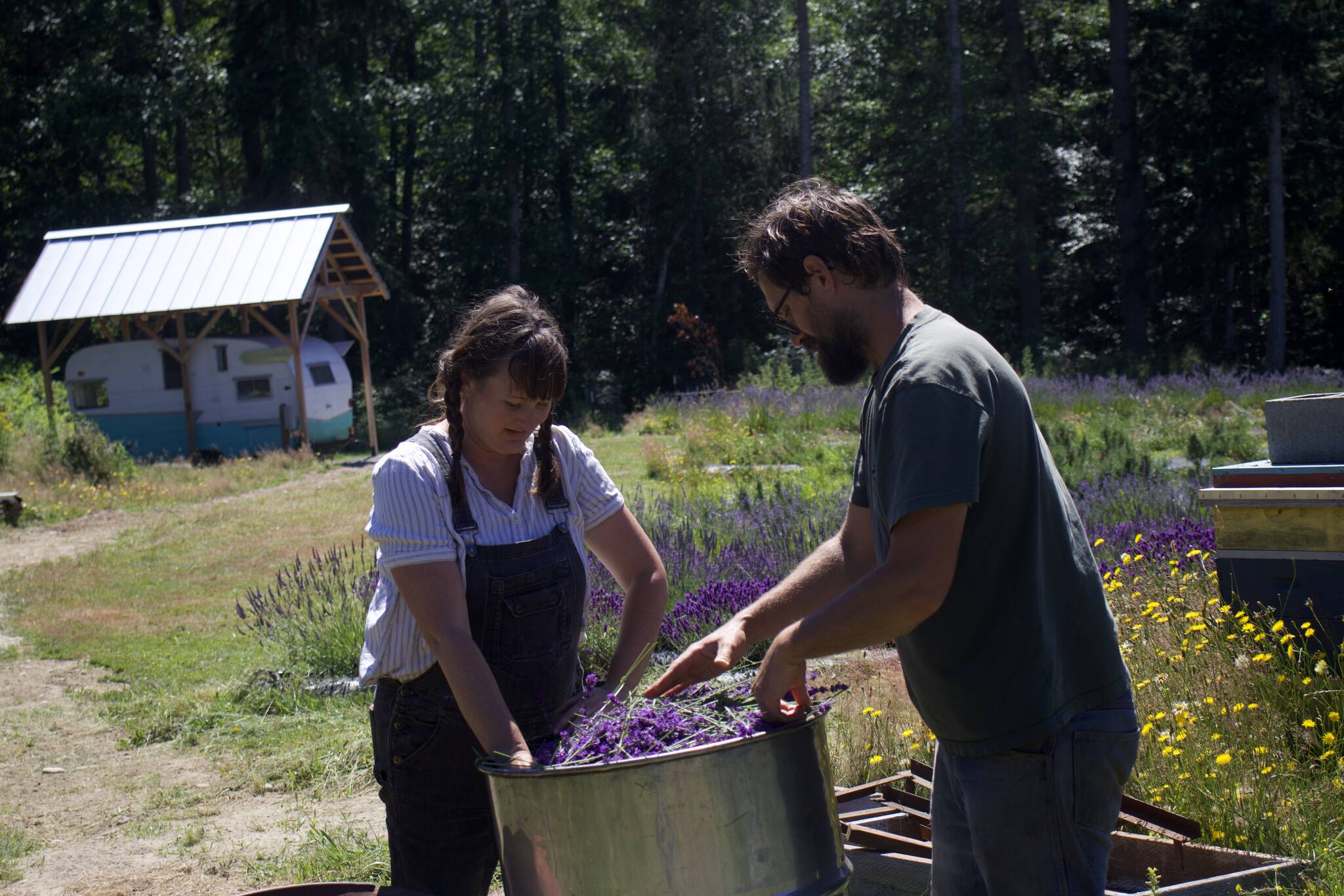Photo by Rachel Rosen/Whidbey News-Times The Stantons fill a still with lavender to be distilled into oil.