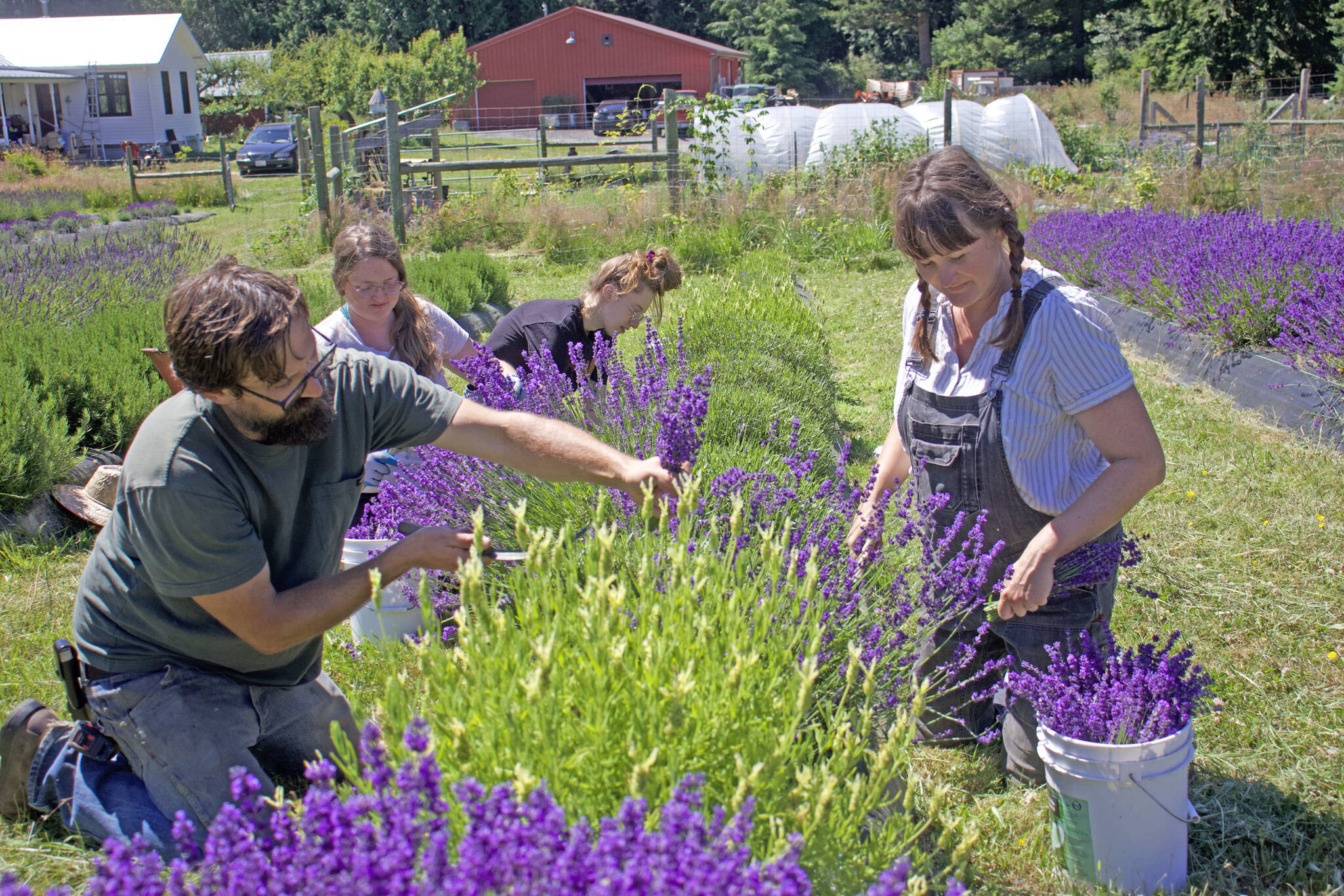 Photo by Rachel Rosen/Whidbey News-Times
From left, Sam Stanton, Sara Berlowe, Rylan Johnson and Caitlin Stanton harvest lavender.