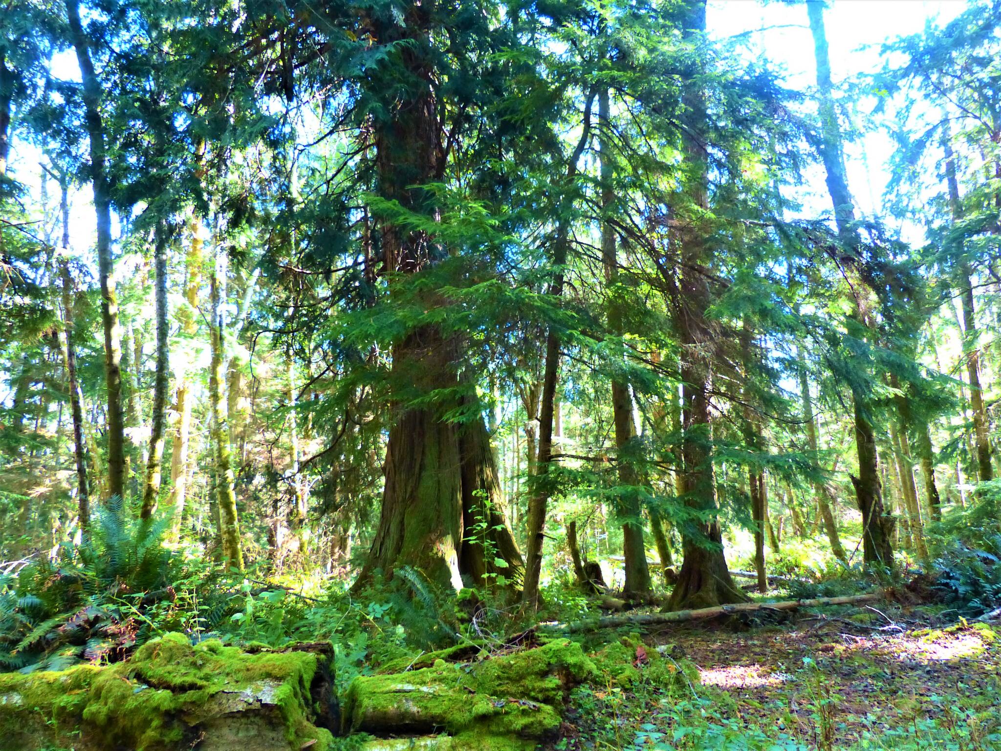 The Whidbey Camano Land Trust plans to preserve 300 acres of forest land that will be called the Lagoon Point Community Forest. (Land Trust photo)