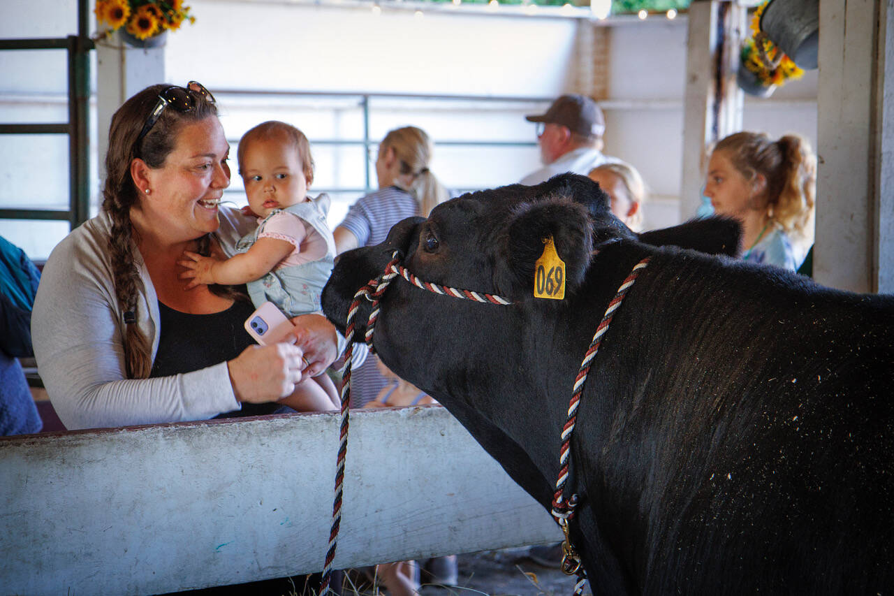 Photos by David Welton
Ruby June Purvis, 1, shares a wary glance with a cow in the cattle barn.