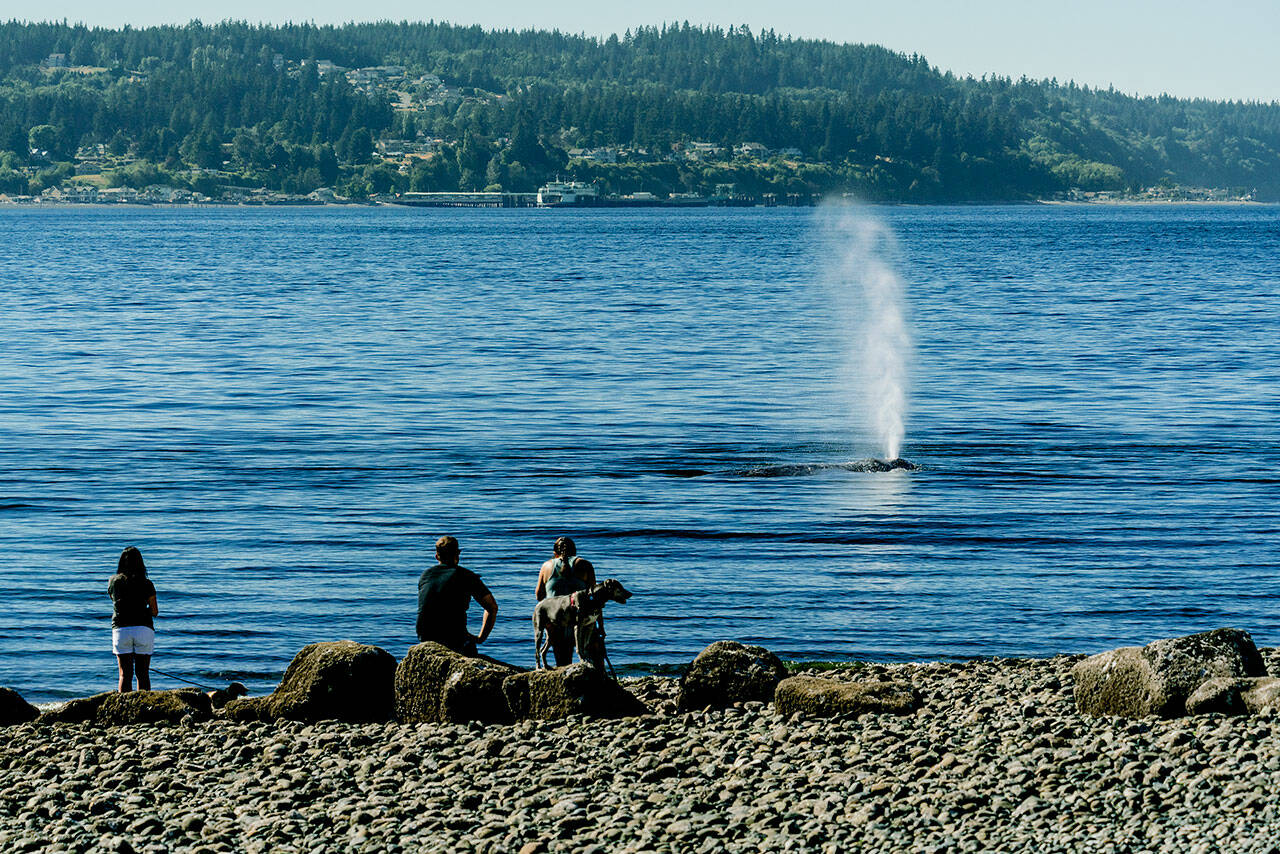 A gray whale lingered around Possession Sound in July 2022. (Sara Montour Lewis / Our Wild Puget Sound)