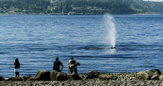 A gray whale has lingered around Possession Sound in July 2022. (Sara Montour Lewis / Our Wild Puget Sound)