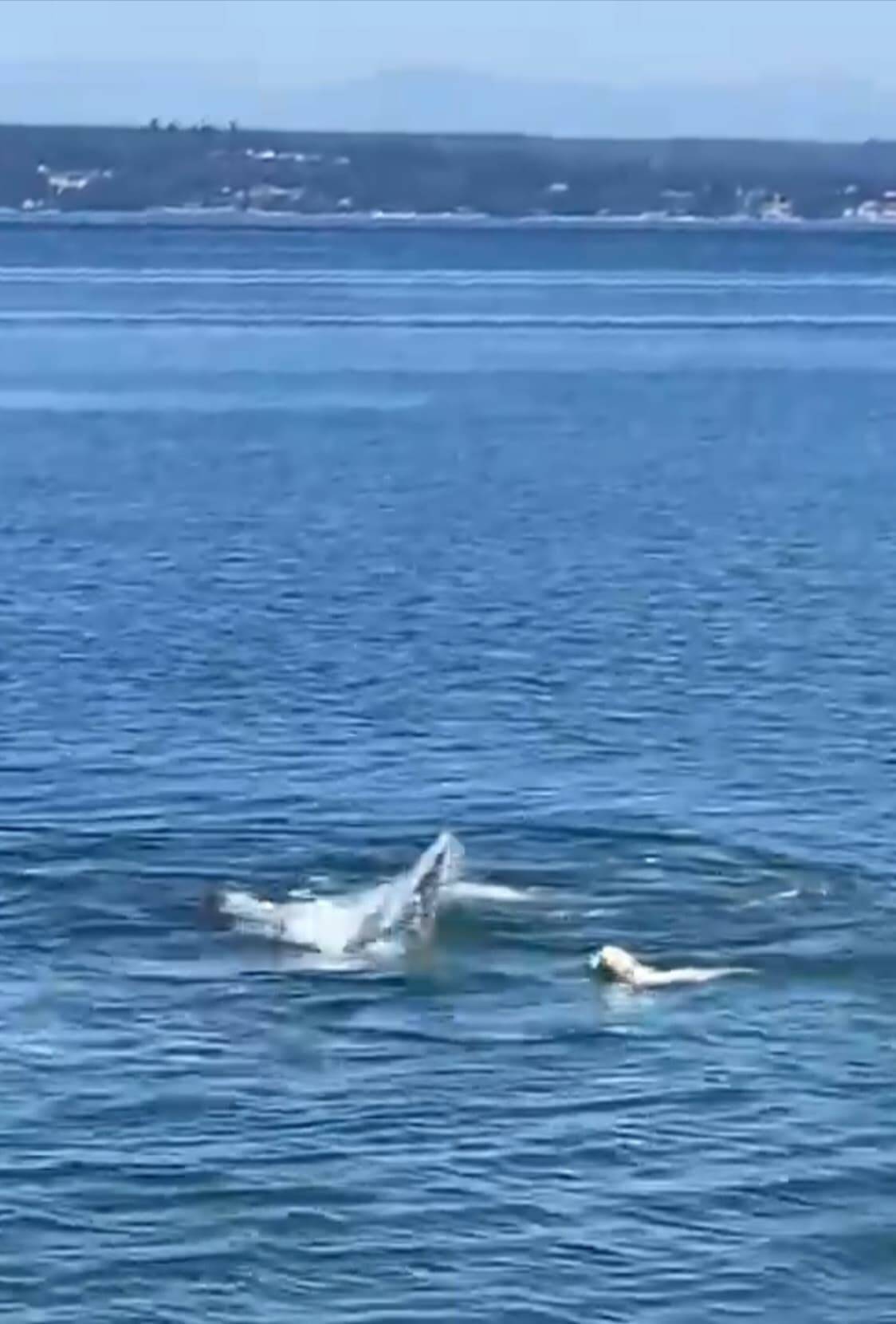 Tippy the golden retriever from South Whidbey went viral when she splashed around with a gray whale a few weeks ago. (Screenshot provided)