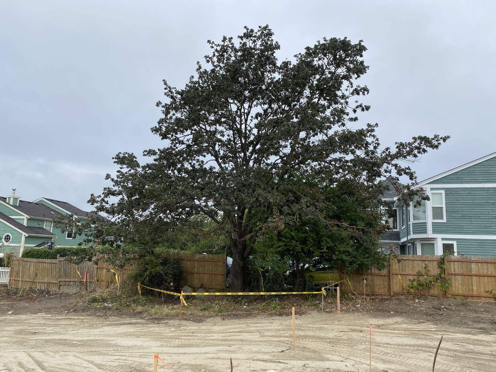 Photo provided
A Garry oak tree on Ely street that was damaged by construction in August 2022.