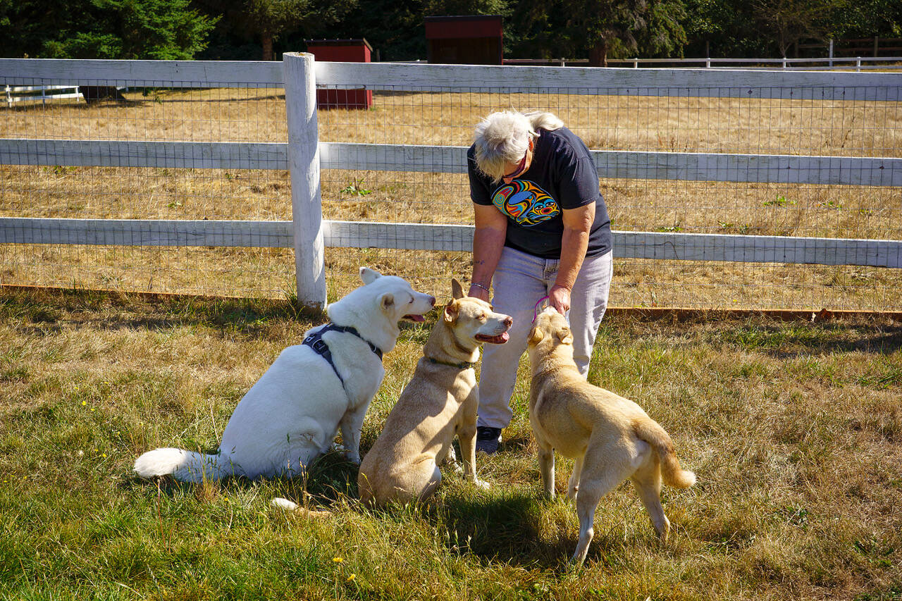 Karen Wolf, who adopted Trek’s sister Tundra, plays with (from left) Trek’s mother Meridia, her son Tanto and Trek.