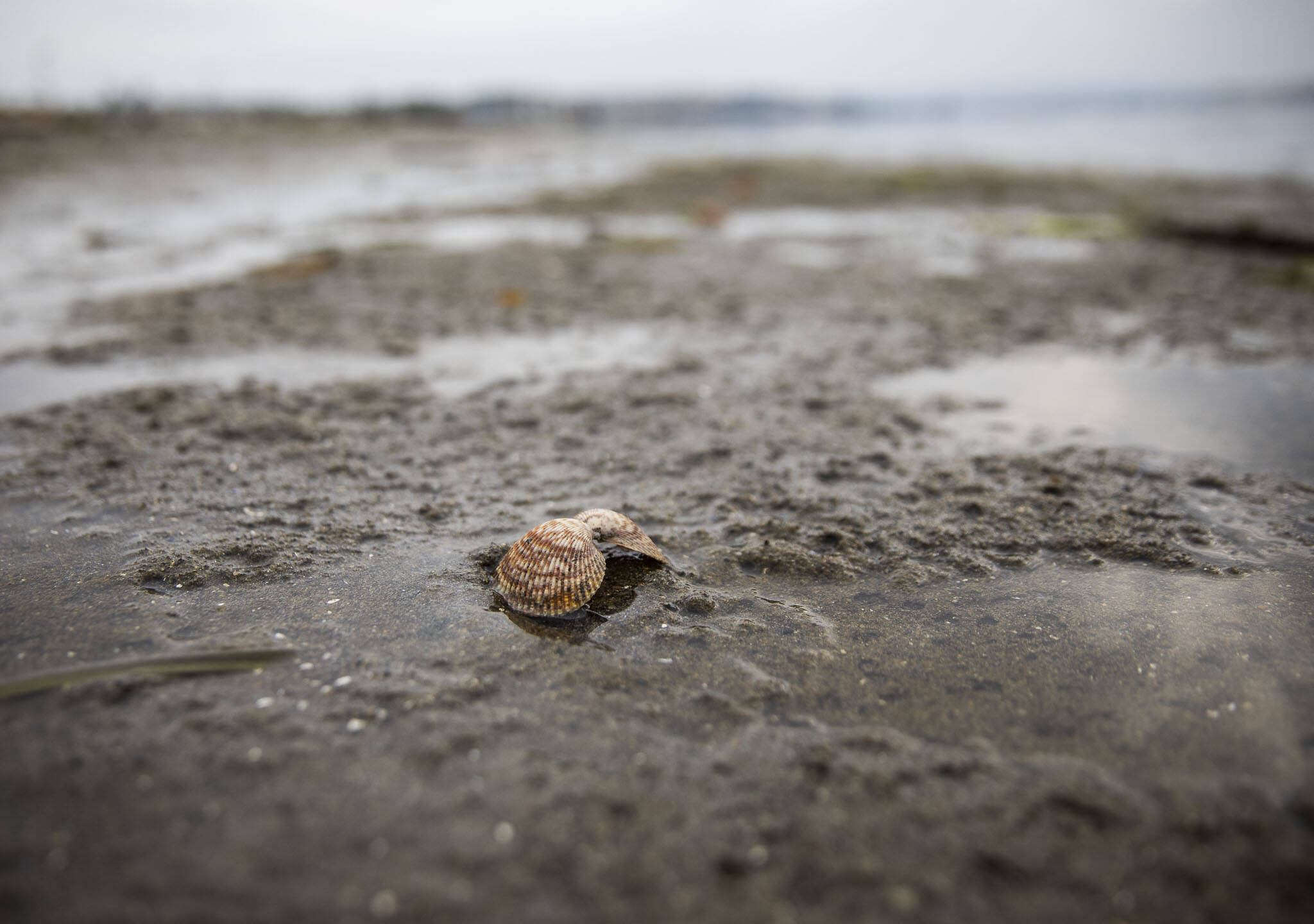 An empty cockle shell sits on the beach at Windjammer Park on Sept. 12, in Oak Harbor. (Olivia Vanni / The Herald)