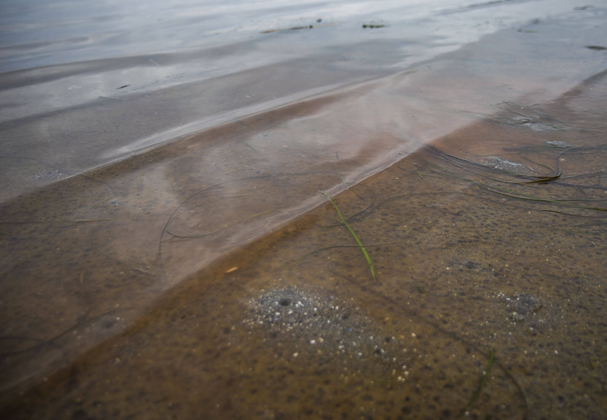 Remnants of red dye released to help check shellfish health washes up on the beach at Windjammer Park on Sept. 12, in Oak Harbor. (Olivia Vanni / The Herald)