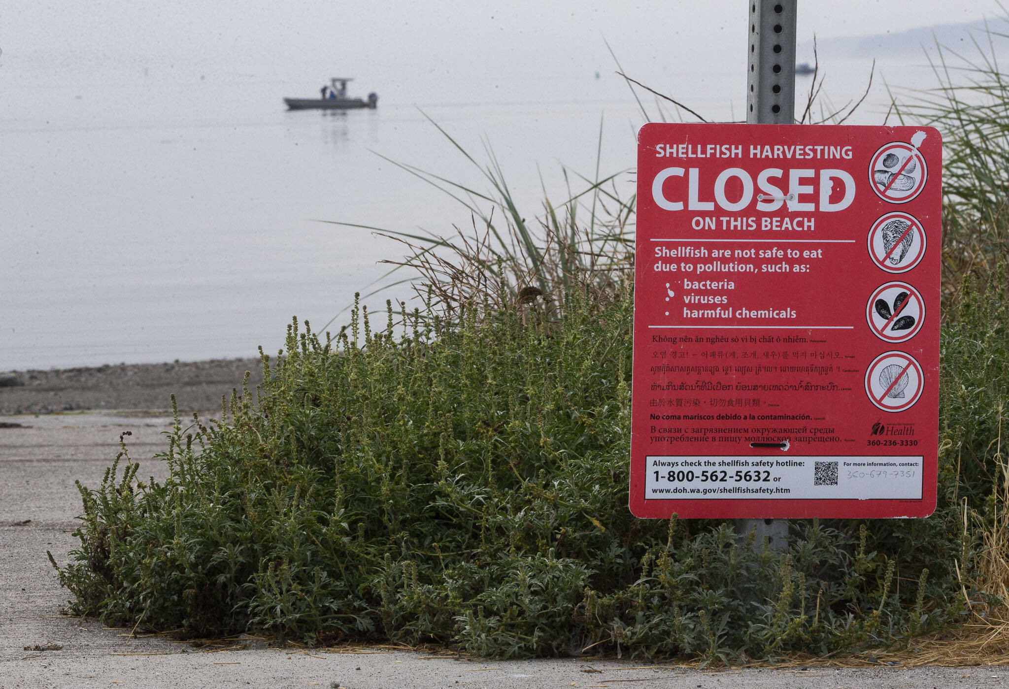 A sign alerts beachgoers that shellfish is not safe at Windjammer Park due to pollution on Sept. 12, in Oak Harbor. (Olivia Vanni / The Herald)