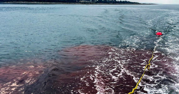 Remnants of red dye released to help check shellfish health on Monday, Sept. 12, 2022 in Oak Harbor, Washington. (Penn Cove Shellfish)