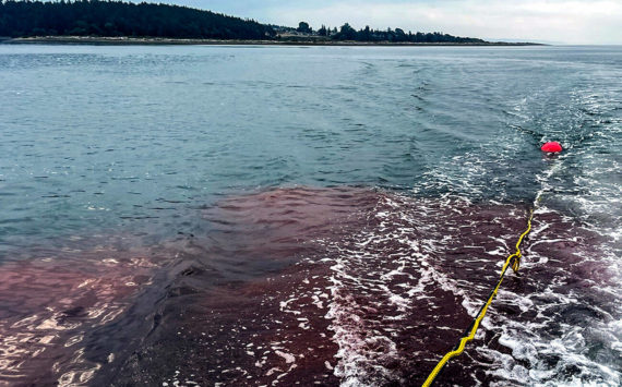 Remnants of red dye released to help check shellfish health on Monday, Sept. 12, 2022 in Oak Harbor, Washington. (Penn Cove Shellfish)
