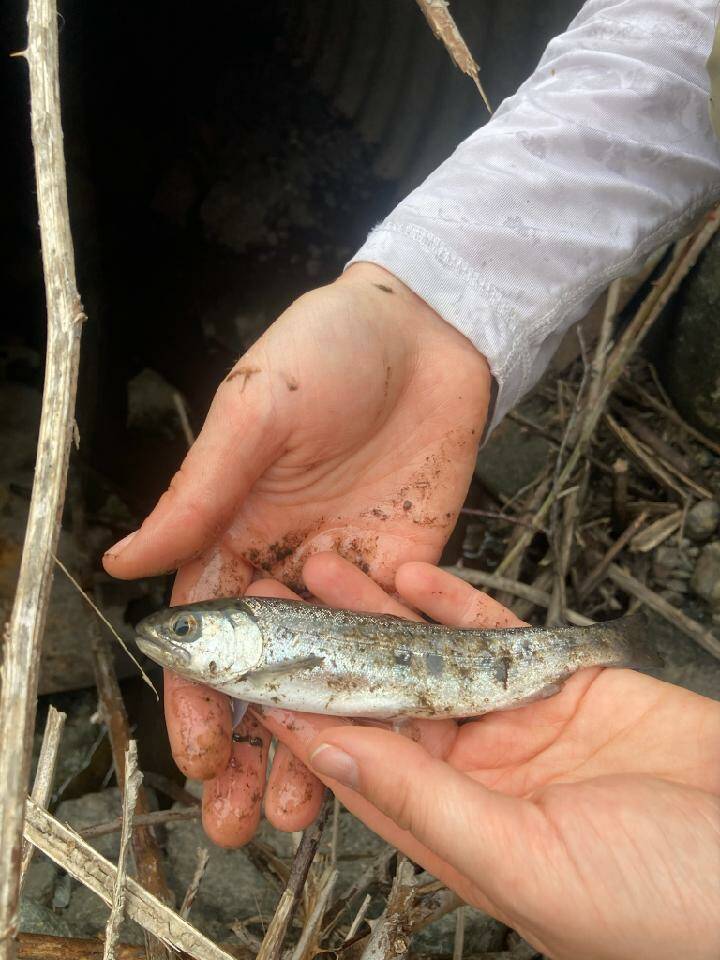 Photo provided
Juvenile salmon, such as the one pictured above, cannot currently pass through existing culverts near Race Lagoon, barring them from entering this critical habitat.