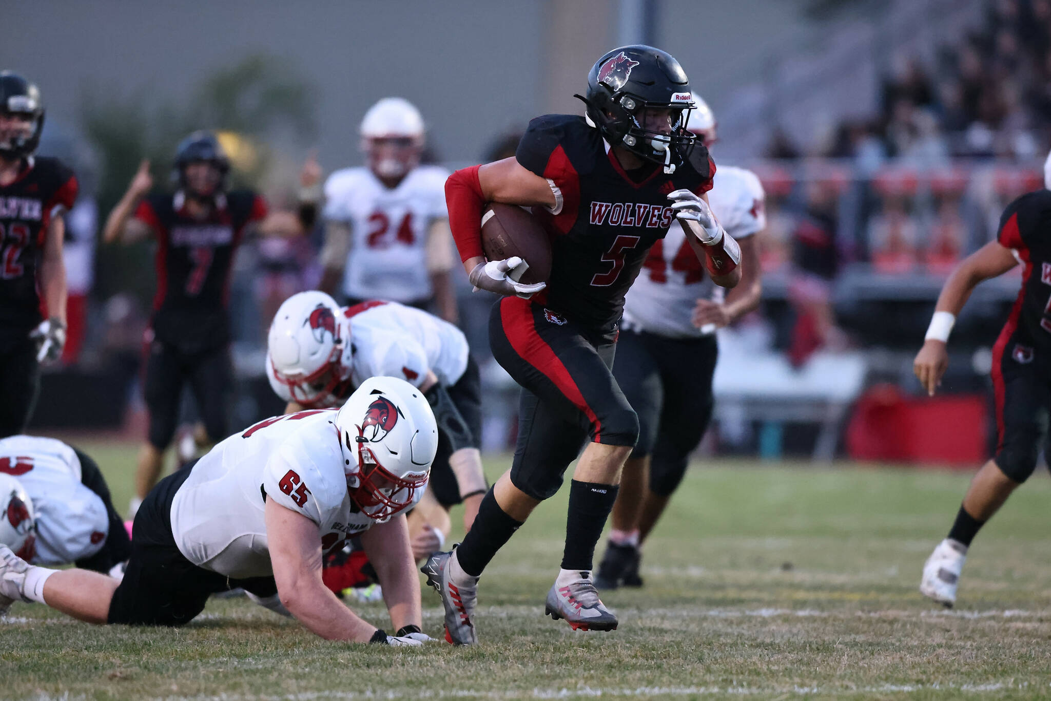 Photo by John Fisken
Dominic Coffman of the Coupeville Wolves during Thursday’s game. Coupeville High School’s varsity football team defeated Bellingham 48-6.