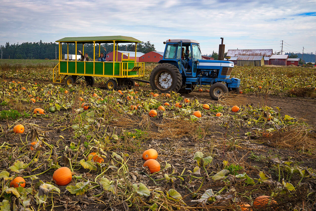 Photo by David Welton
In the tradition of autumns past, the Roos family gives farm visitors trolley rides through the four acre pumpkin patch on Scenic Isle Farm.