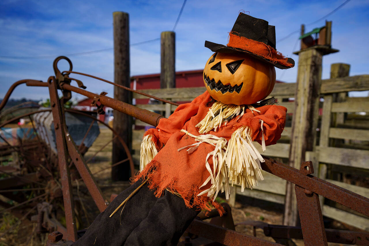 Photo by David Welton
A pumpkin-headed farmer takes it easy at Scenic Isle Farm in Central Whidbey.