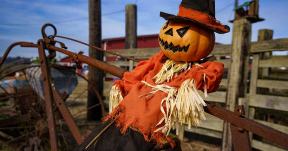 David Welton photo
A pumpkin-headed farmer takes it easy at Scenic Isle Farm in Central Whidbey.