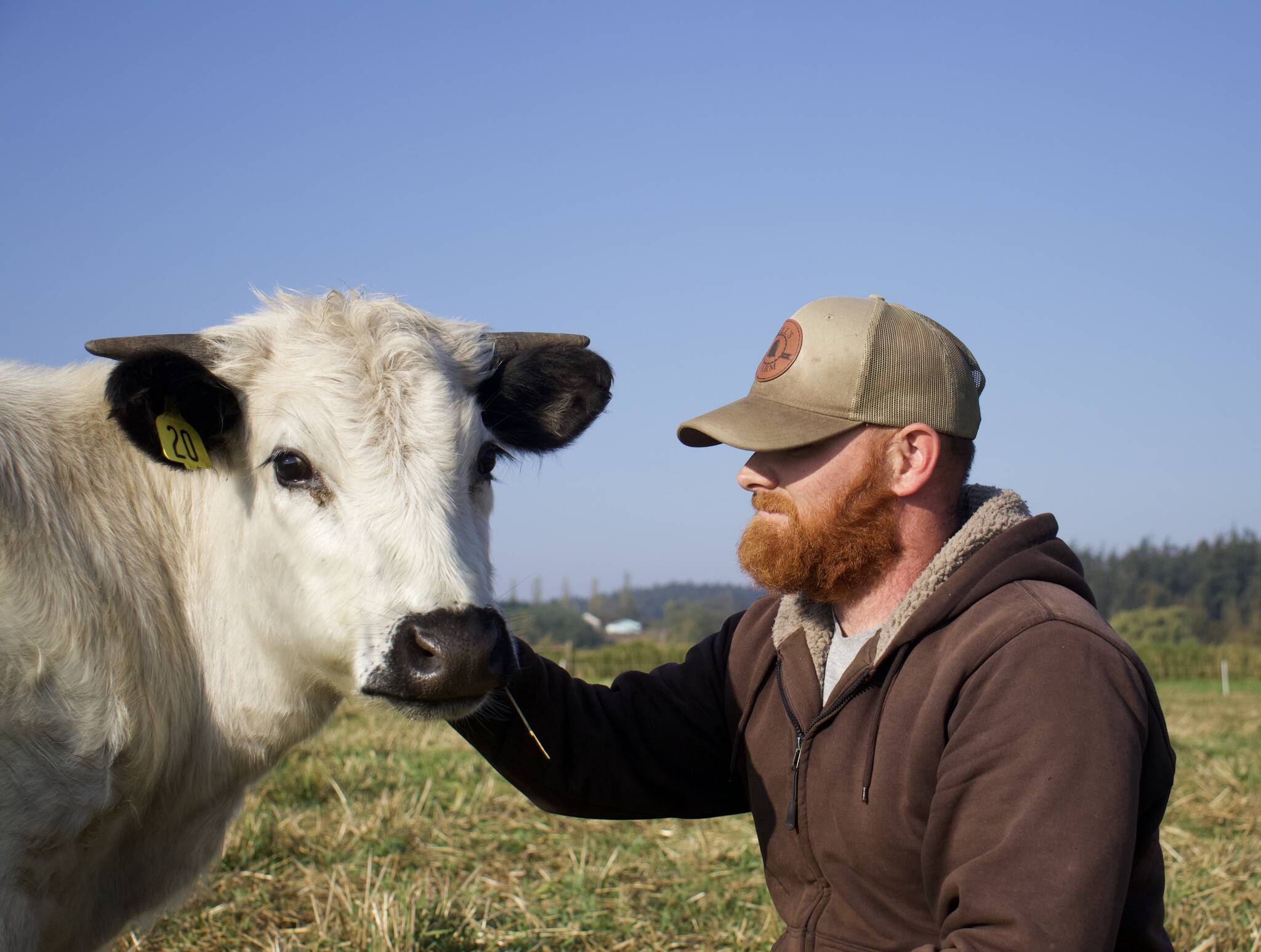 Photo by Rachel Rosen/Whidbey News-Times
Moo is a steer who has become part of the family. Bell’s Farm owner Kyle Flack said he is the “ambassador animal” for the farm.