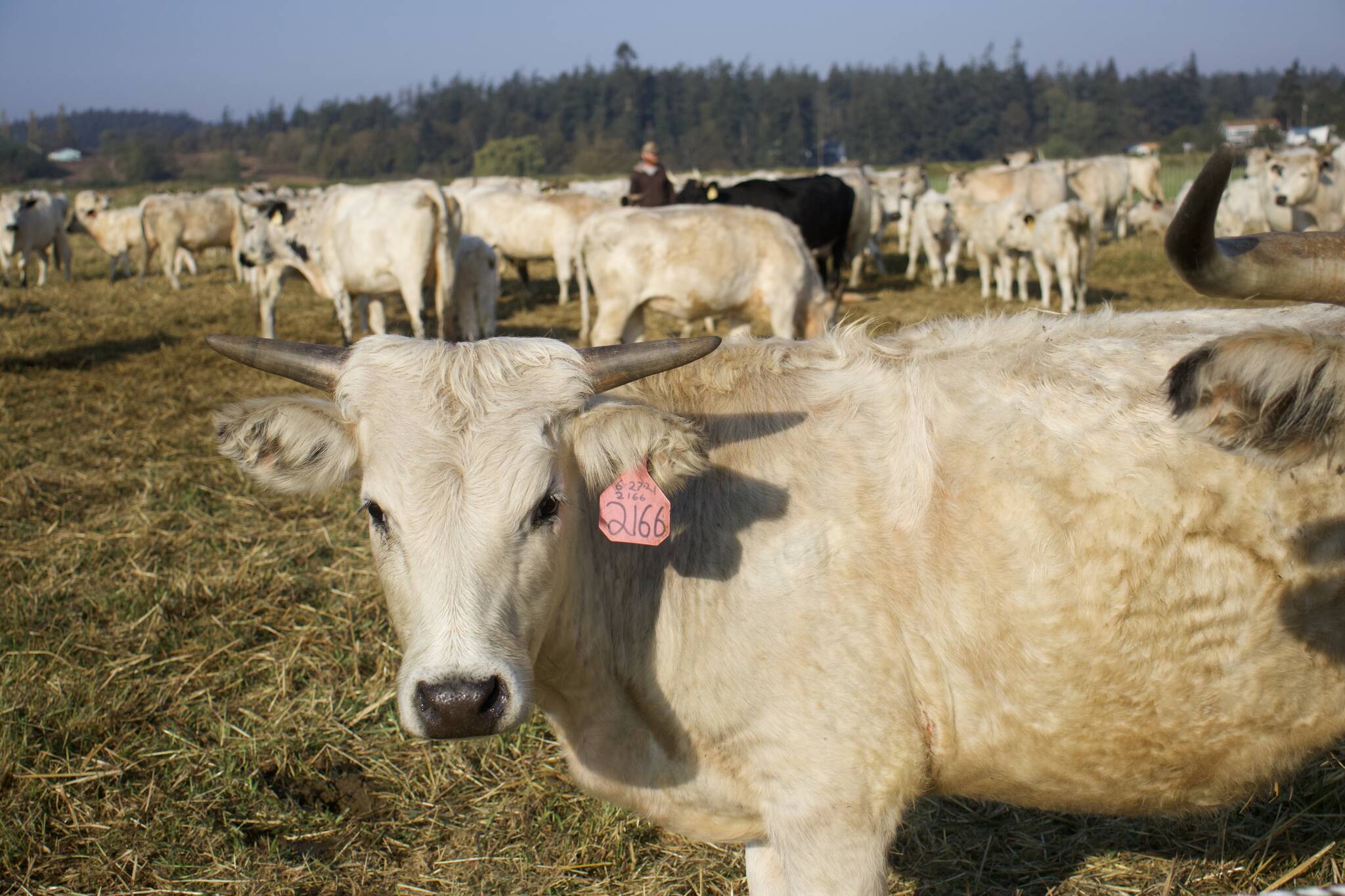 Photo by Rachel Rosen/Whidbey News-Times
All Ancient White Park Cattle have horns and almost all are completely white.