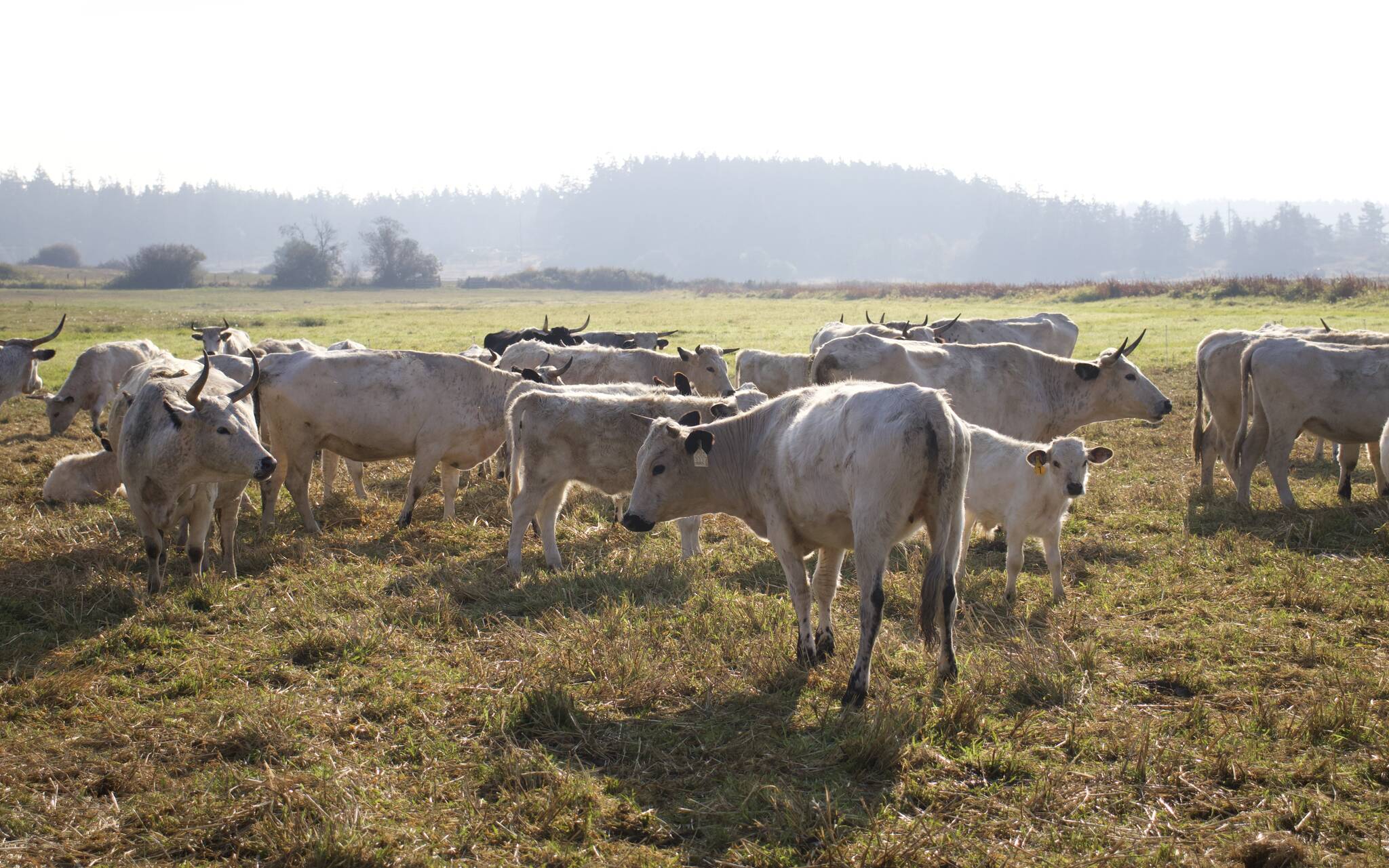 Photo by Rachel Rosen/Whidbey News-Times
Bell’s Farm has about 150 of the rare Ancient White Park Cattle; owner Kyle Flack estimates it is one of the biggest herds in North America.