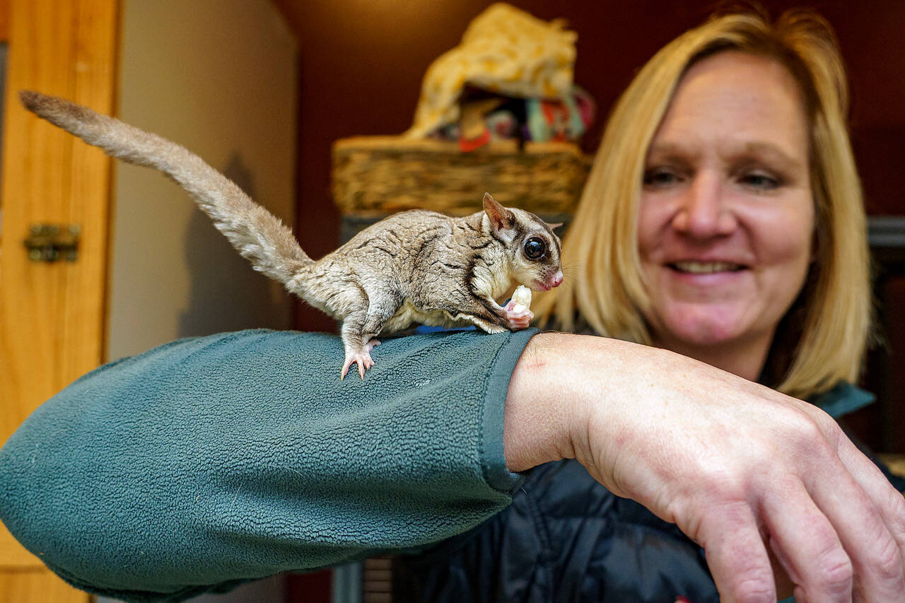 Photos by David Welton
Debbie Wilkie with a sugar glider perched on her arm. A diverse variety of animals call Critters and Co. Pet Center home.
