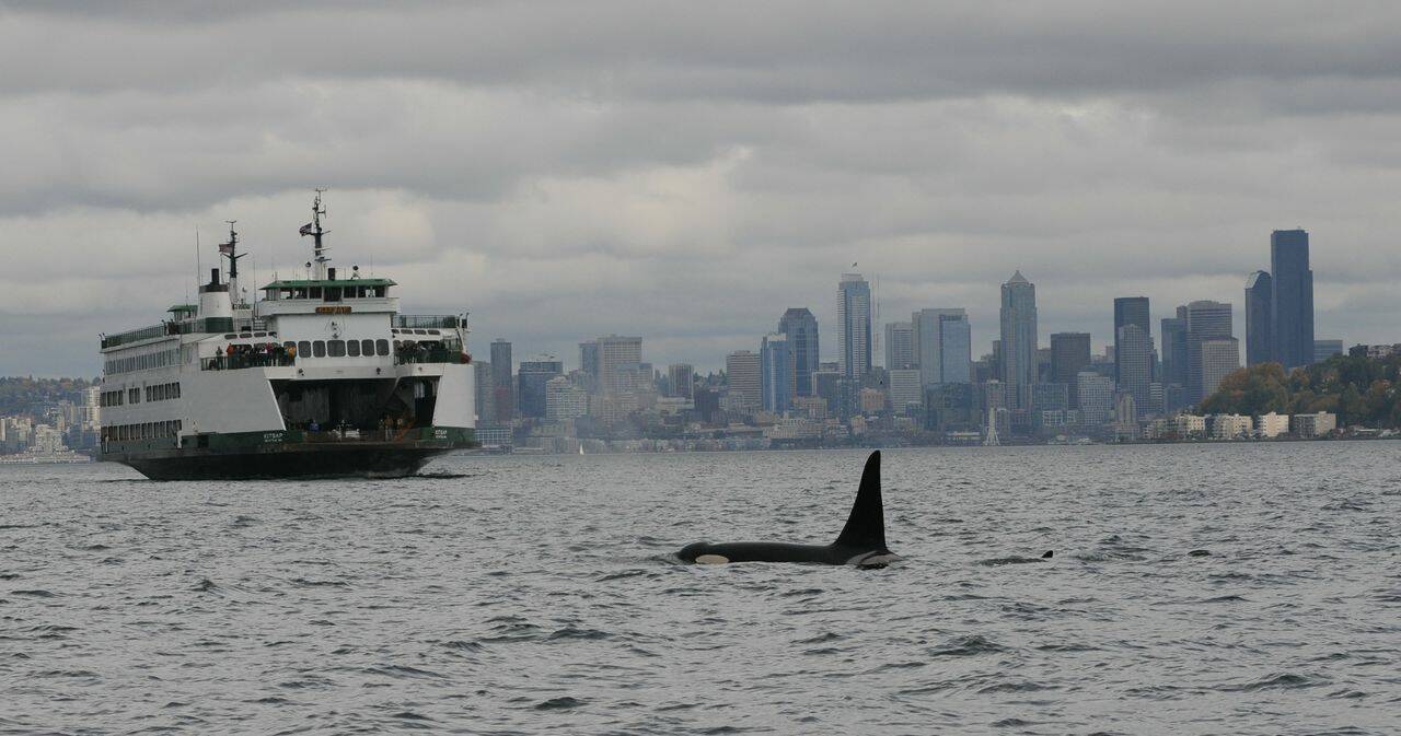 Photo provided by NOAA Northwest Fishery Science Center
The slowdown is an attempt to better the lives of southern resident killer whales, a distinct population of orcas that spend several months of the year in Puget Sound.