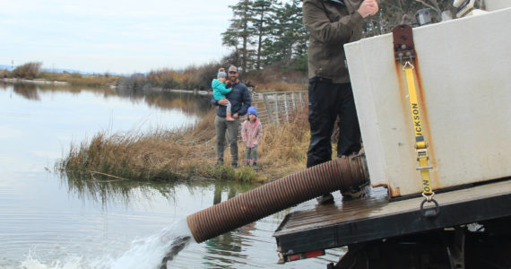 Photo by Jessie Stensland / Whidbey News Group
Fish and Wildlife biologist Justin Spinelli releases rainbow trout into Cranberry Lake as local resident Andy Golden and his two girls, Ellis and Maeve, look on.