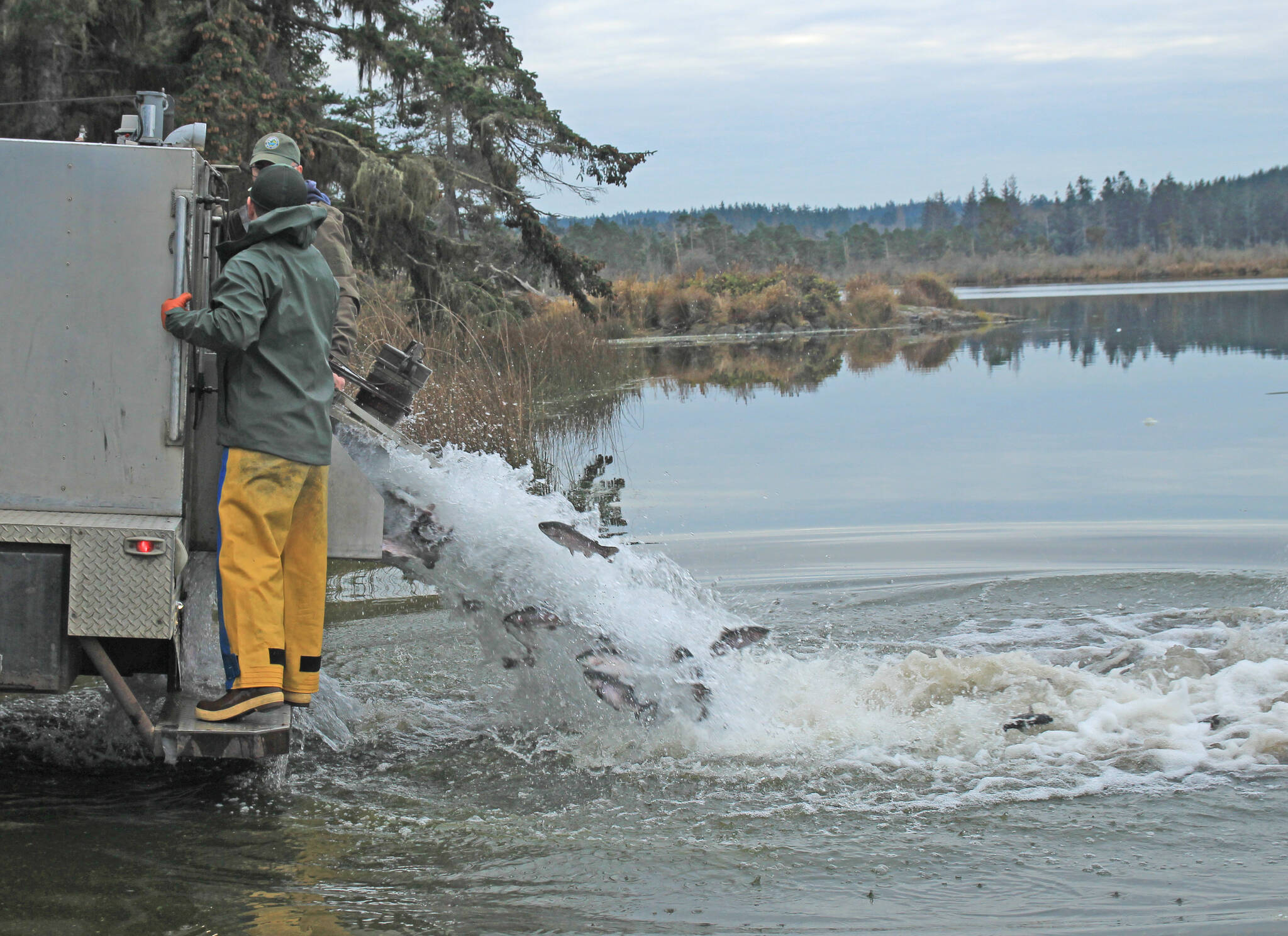 Photo by Jessie Stensland
Fish and Wildlife officials spill a stream of fish into Cranberry Lake.