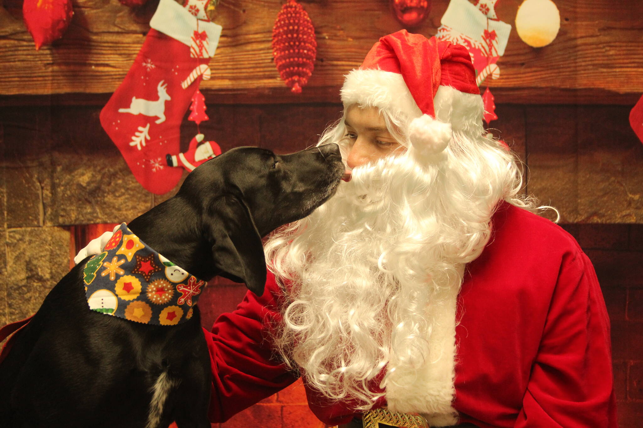 Photo by Karina Andrew/Whidbey News-Times
Nova gives Santa Claus a kiss during a holiday photo.