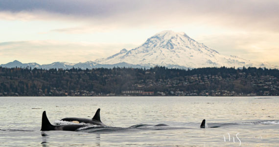 Photo by Marla Smith at Pt. Robinson, shared with Quiet Sound by Orca Network