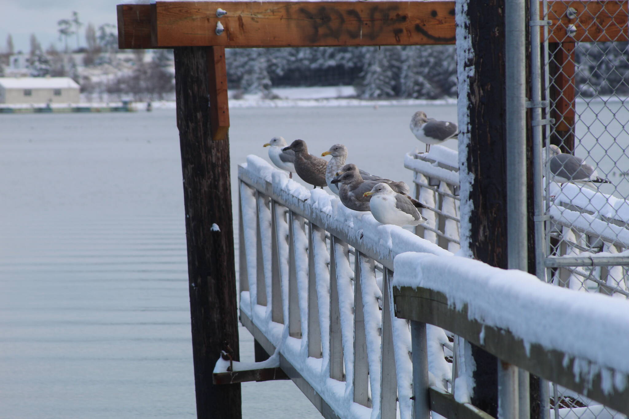 Birds roost in the snow at Flintstone Park on Tuesday. (Photo by Karina Andrew/Whidbey News-Times)