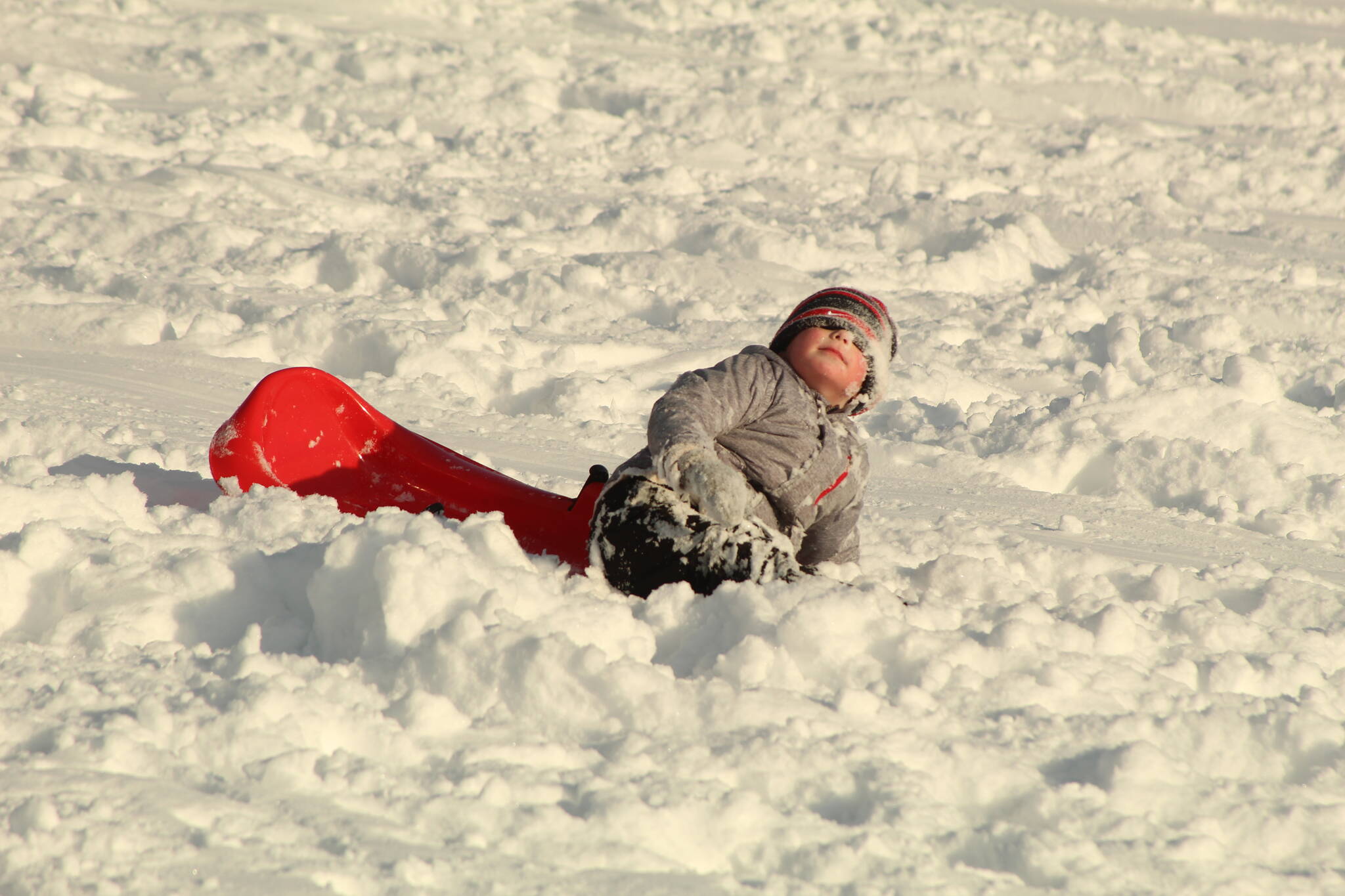 Jackson Frasher, age 3, takes a tumble in the snow while sledding near the Oak Harbor library Tuesday afternoon. (Photo by Karina Andrew/Whidbey News-Times)